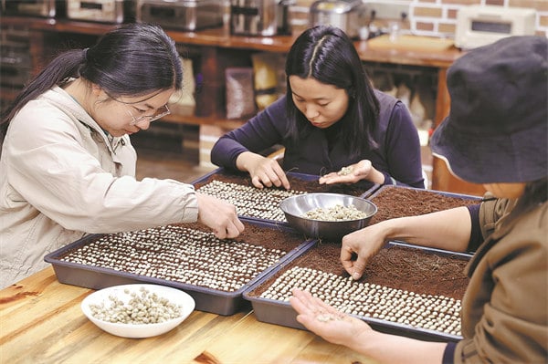 Wang Dayong's team select premium coffee seeds. Photo: China Daily.