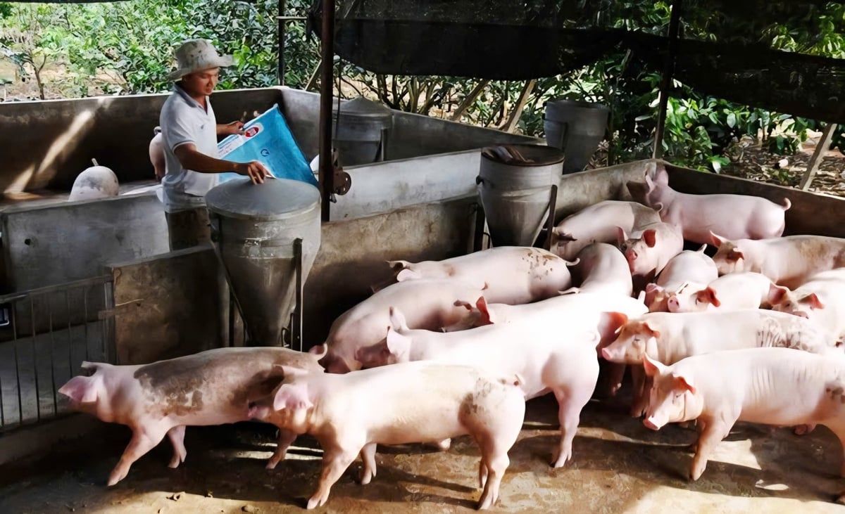 Điều kiện an toàn sinh học ở một số cơ sở chưa đảm bảo, nhất là hộ chăn nuôi nhỏ lẻ. Ảnh: Minh Sáng. Điều kiện an toàn sinh học ở một số cơ sở chưa đảm bảo, nhất là hộ chăn nuôi nhỏ lẻ. Ảnh: Minh Sáng.