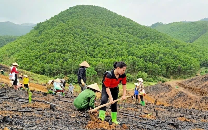 Người dân xã Tuấn Đạo, tỉnh Bắc Ninh trồng rừng sản xuất. Ảnh: Hạt Kiểm lâm liên xã Sơn Động.