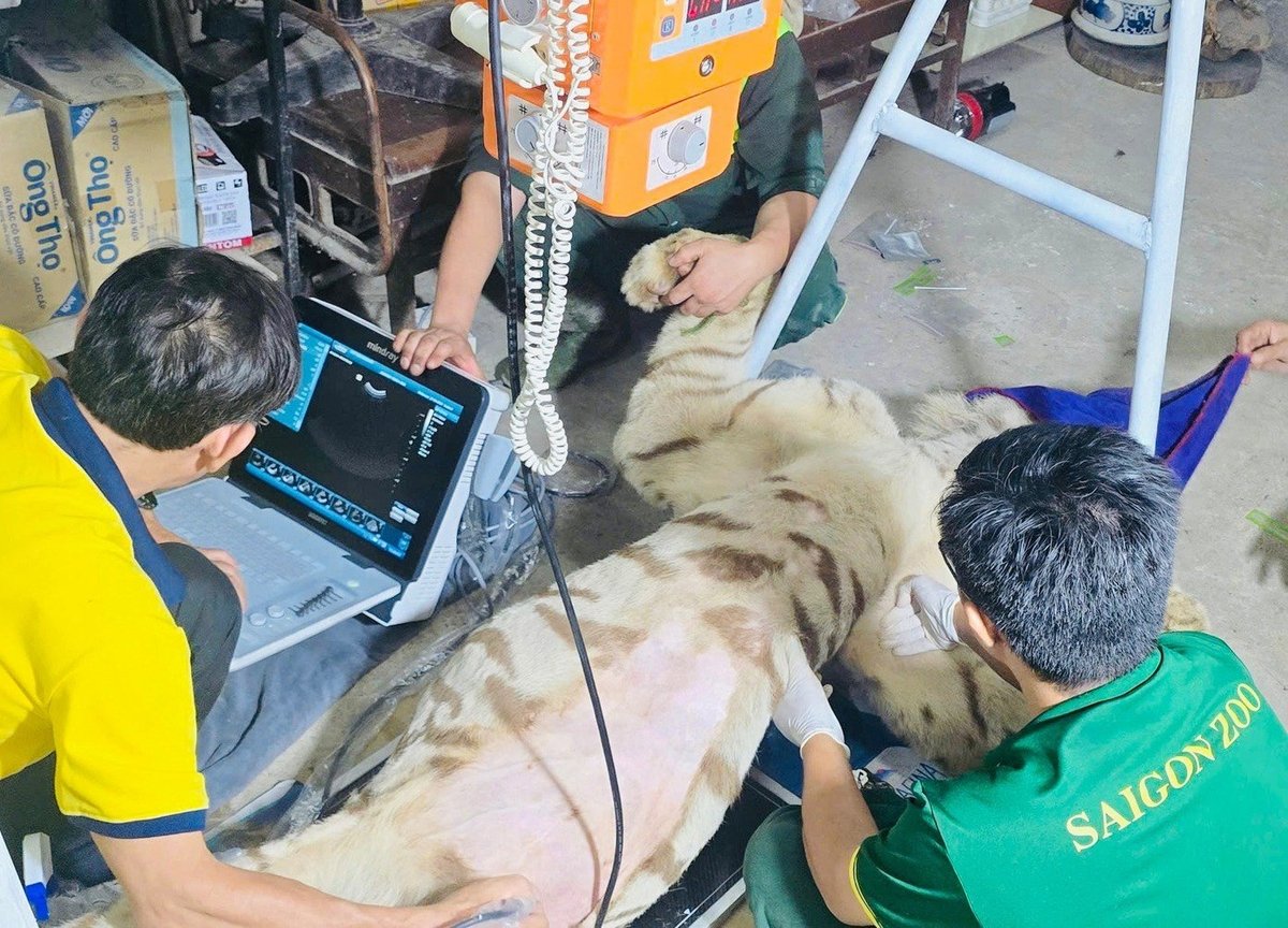 Cá thể hổ được các bác sĩ thú y chẩn đoán hình ảnh, kiểm tra bệnh định kỳ. Ảnh: Thảo Cầm Viên Sài Gòn.