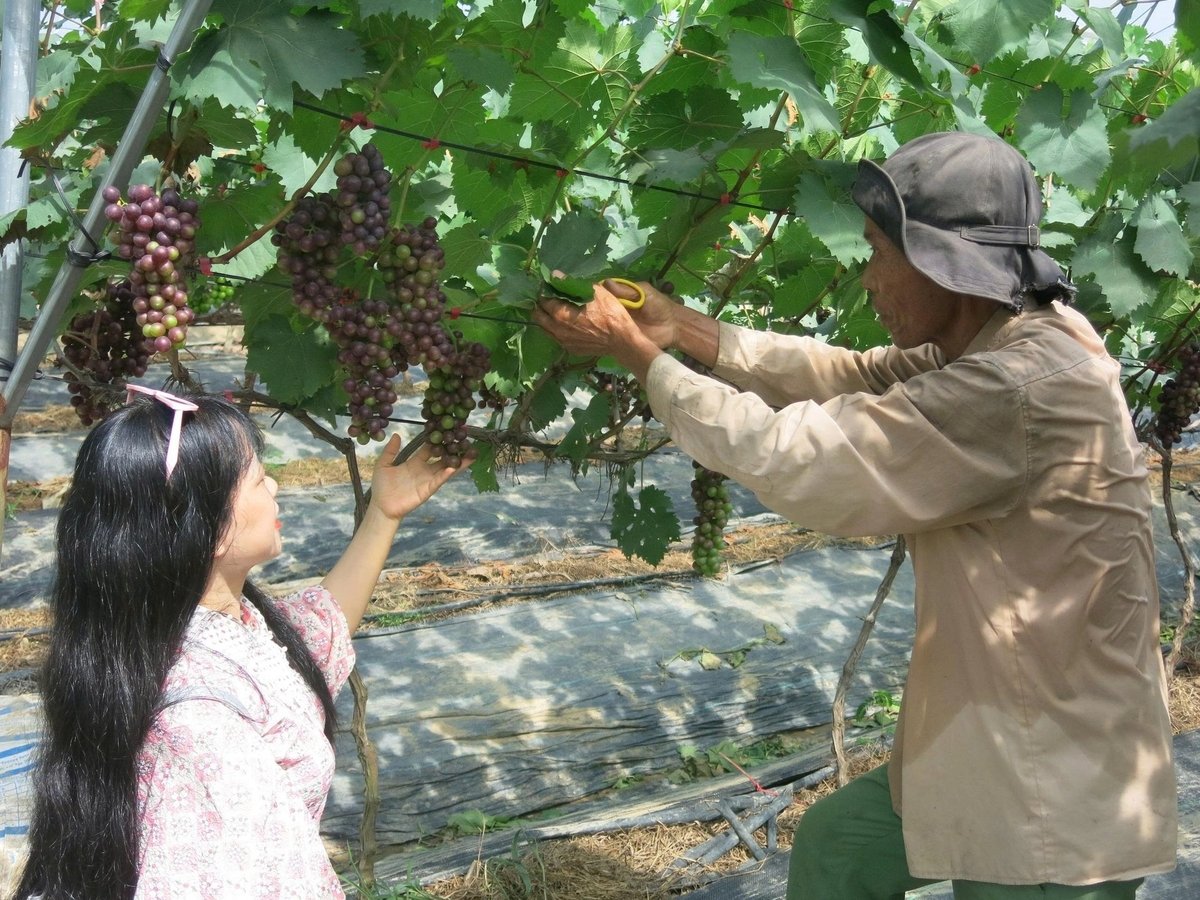 Vườn nho trĩu quả, mang lại lợi nhuận cao của anh Hiệu được gây dựng trên vùng đất cằn cỗi, hoang hóa. Ảnh: Đinh Mười.