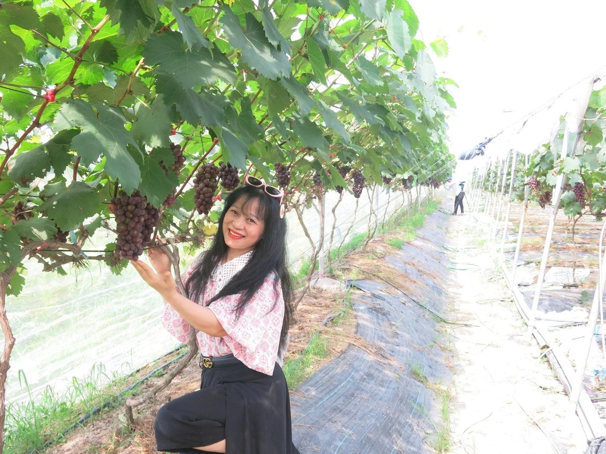 Vườn nho cũng là điểm trải nghiệm của khách du lịch đam mê nông nghiệp sinh thái. Ảnh: Đinh Mười.