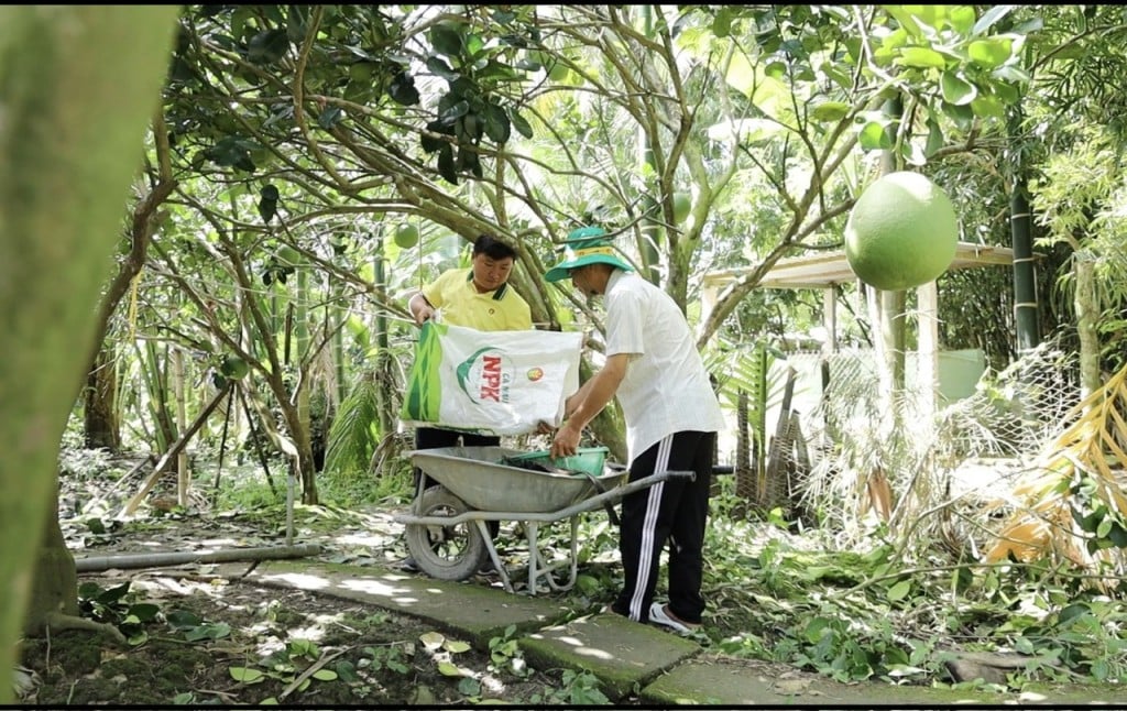 Cán bộ kỹ thuật PBCM luôn đồng hành cùng bà con trong từng giai đoạn phát triển của vườn cây. Ành: PVCFC. Cán bộ kỹ thuật PBCM luôn đồng hành cùng bà con trong từng giai đoạn phát triển của vườn cây. Ành: PVCFC.