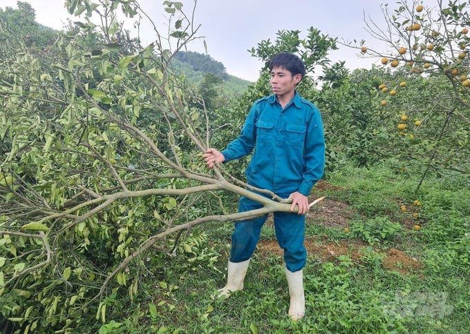 Dịch hại hoành hành đã khiến không ít hộ dân trồng cây ăn quả có múi ở vùng Bắc Trung Bộ lao đao, phải phá bỏ vườn cây. Ảnh: Bá Thắng. Dịch hại hoành hành đã khiến không ít hộ dân trồng cây ăn quả có múi ở vùng Bắc Trung Bộ lao đao, phải phá bỏ vườn cây. Ảnh: Bá Thắng.