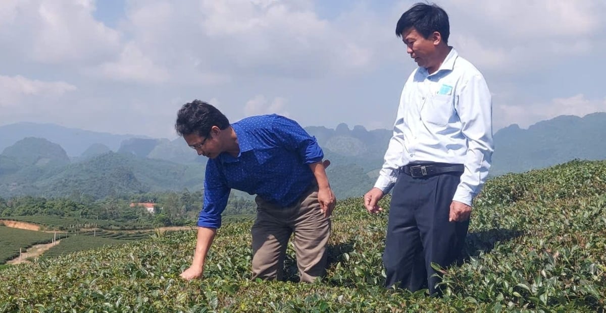 Toàn tỉnh Nghệ An hiện có 8.700ha chè. Ảnh: Đình Tiệp. Toàn tỉnh Nghệ An hiện có 8.700ha chè. Ảnh: Đình Tiệp.