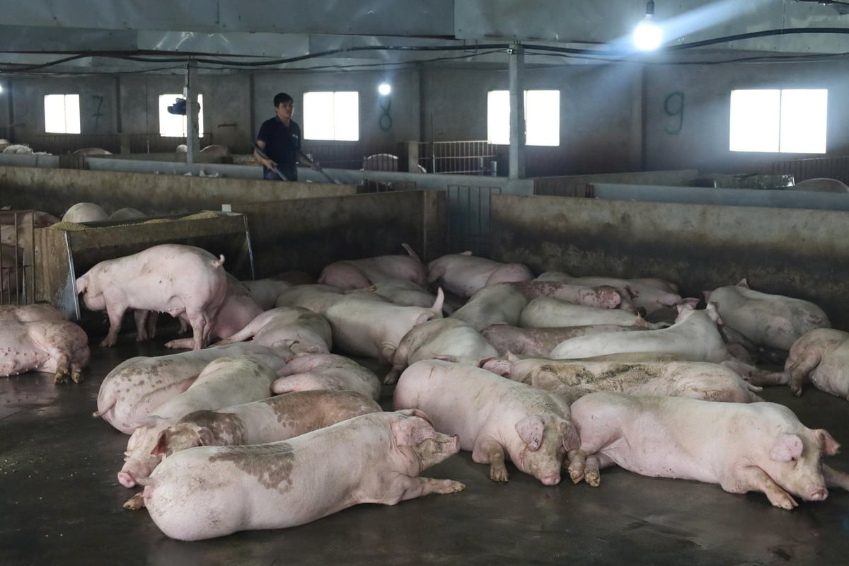 Chăn nuôi an toàn sinh học, giải pháp hàng đầu của chăn nuôi ở tỉnh Phú Thọ. Ảnh: Bảo Khang. Chăn nuôi an toàn sinh học, giải pháp hàng đầu của chăn nuôi ở tỉnh Phú Thọ. Ảnh: Bảo Khang.