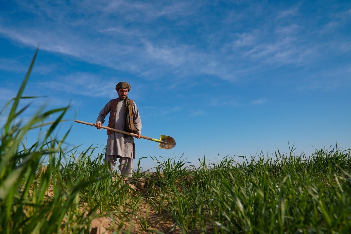 Photo: FAO/Hashim Azizi.
