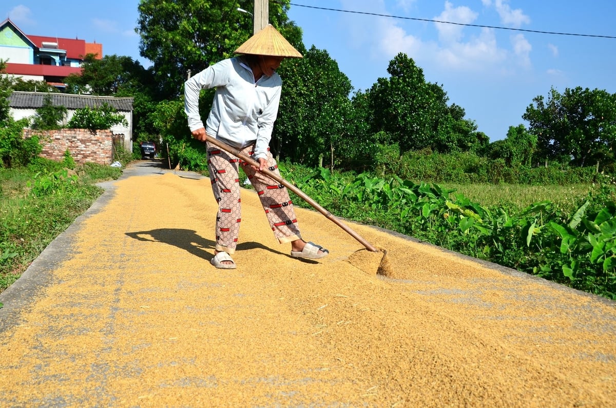Phơi thóc ở ngoại thành Hà Nội. Ảnh: Đinh Thanh Huyền. Phơi thóc ở ngoại thành Hà Nội. Ảnh: Đinh Thanh Huyền.