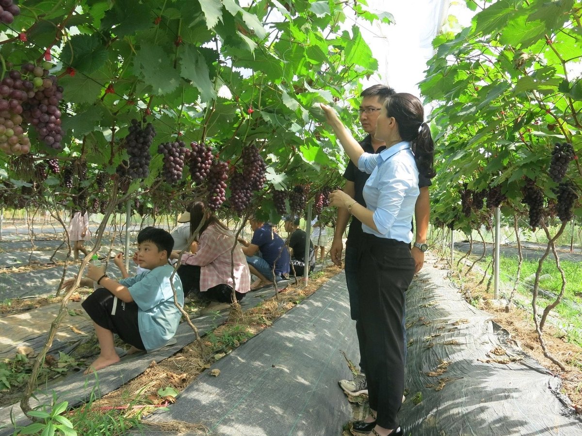 Cán bộ khuyến nông Hải Phòng và anh Cao Xuân Hiệu kiểm tra vườn nho. Ảnh: Đinh Mười.