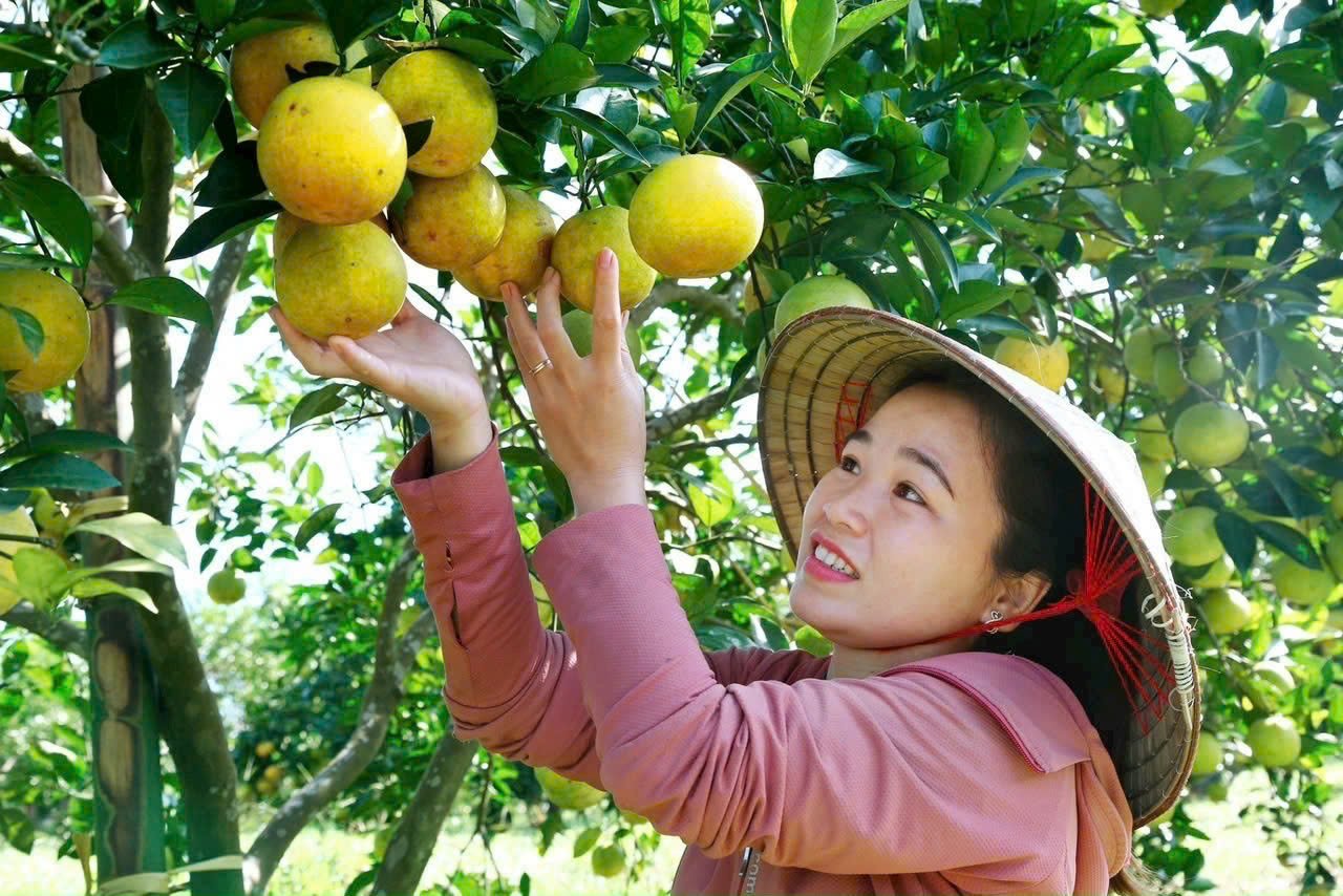 Khu vực Bắc Trung bộ có tiềm năng lớn hình thành các vùng chuyên canh như dứa, chè, cây có múi. Ảnh minh họa. Khu vực Bắc Trung bộ có tiềm năng lớn hình thành các vùng chuyên canh như dứa, chè, cây có múi. Ảnh minh họa.