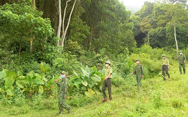 Nhiều thủ tục hành chính mới trong lĩnh vực lâm nghiệp và kiểm lâm bắt đầu có hiệu lực từ 15/8. Ảnh: Tiến Việt. Nhiều thủ tục hành chính mới trong lĩnh vực lâm nghiệp và kiểm lâm bắt đầu có hiệu lực từ 15/8. Ảnh: Tiến Việt.