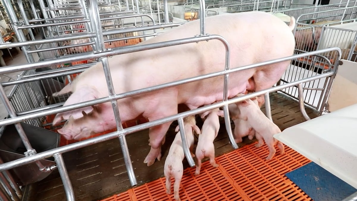 Tăng cường an toàn sinh học tại tất cả cơ sở nuôi, từ hộ nhỏ lẻ đến trang trại quy mô lớn; đồng thời tiêm vaccine phòng dịch tả heo Châu Phi cho đàn heo khỏe mạnh. Ảnh: Minh Sáng. Tăng cường an toàn sinh học tại tất cả cơ sở nuôi, từ hộ nhỏ lẻ đến trang trại quy mô lớn; đồng thời tiêm vaccine phòng dịch tả heo Châu Phi cho đàn heo khỏe mạnh. Ảnh: Minh Sáng.