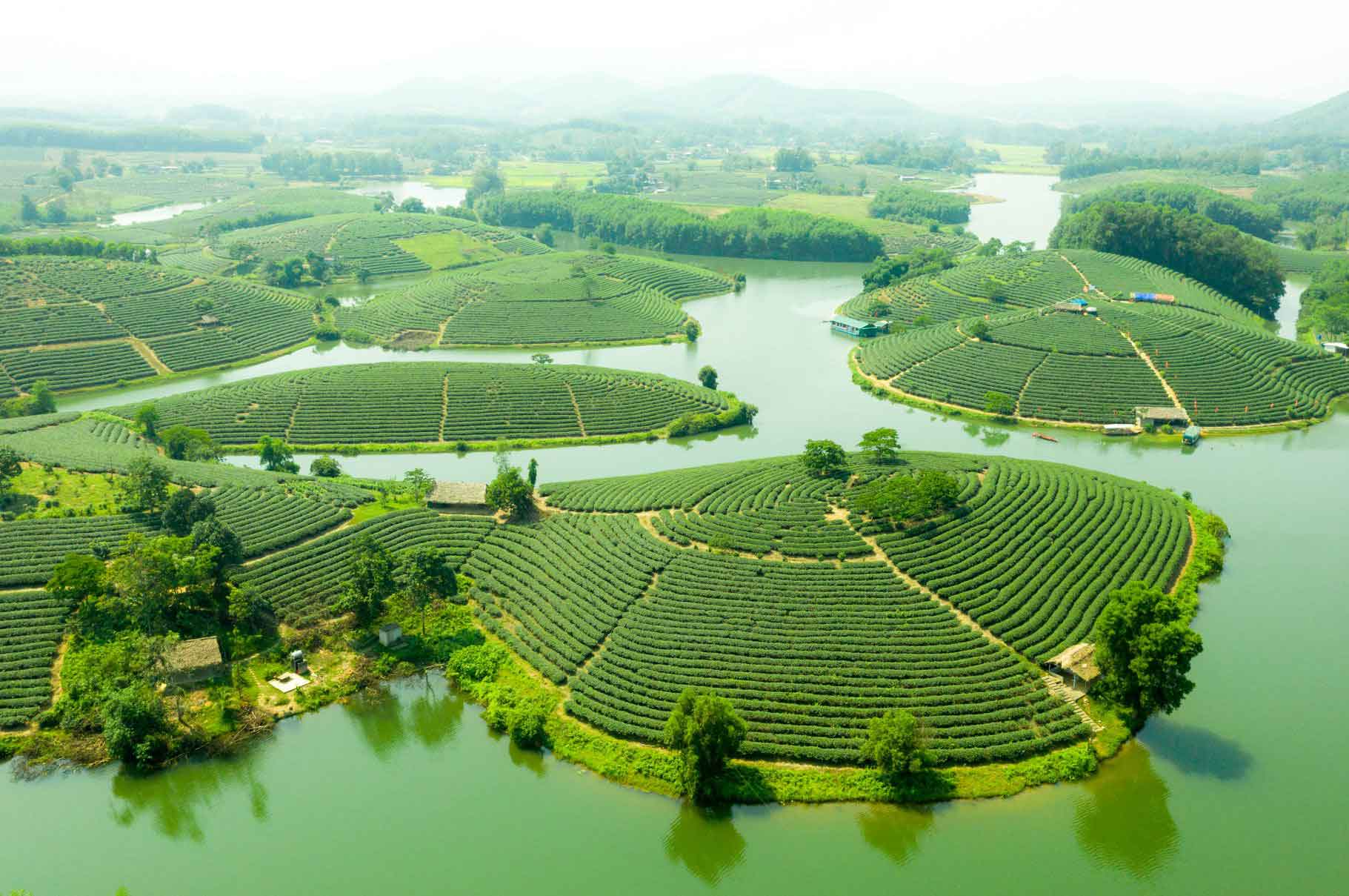 The tea-growing area in the North Central region is mainly concentrated in Nghe An and Ha Tinh provinces (in picture is Thanh Chuong Tea Island, Nghe An). Photo: Ngoc Tu.