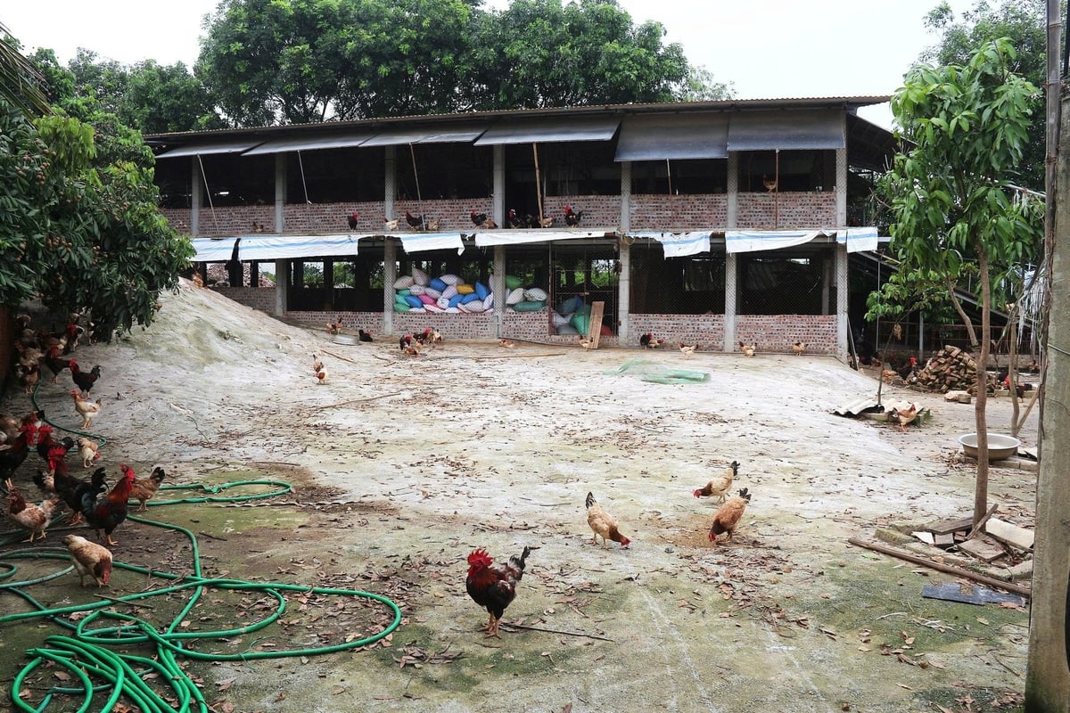 'Chung cư' gà của anh Lượng có diện tích khoảng 800 m2 mỗi sàn, đủ để đàn gà quy mô lớn của anh 'sơ tán'. Ảnh: Phạm Hiếu. 