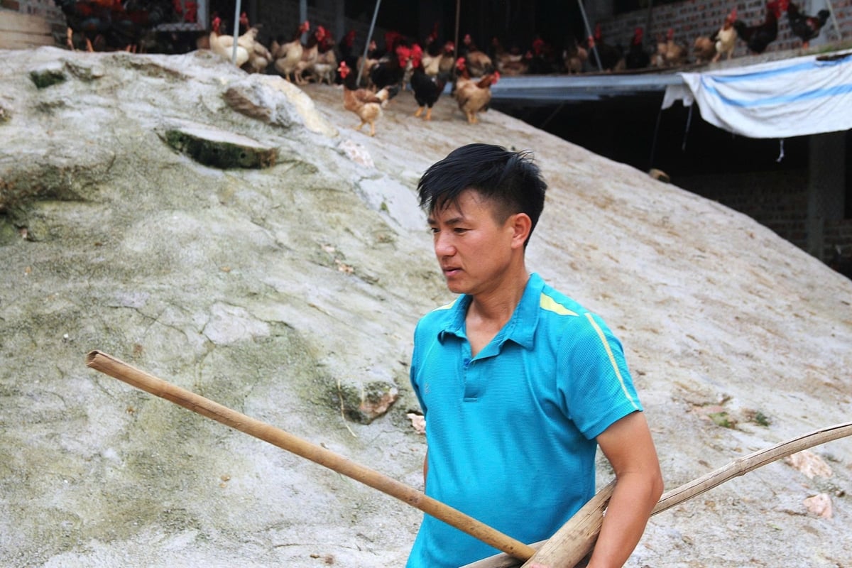 Những mô hình như 'chung cư' cho gà được nhân rộng là giải pháp tình thế từ sự chủ động ứng phó của người dân. Ảnh: Phạm Hiếu. 