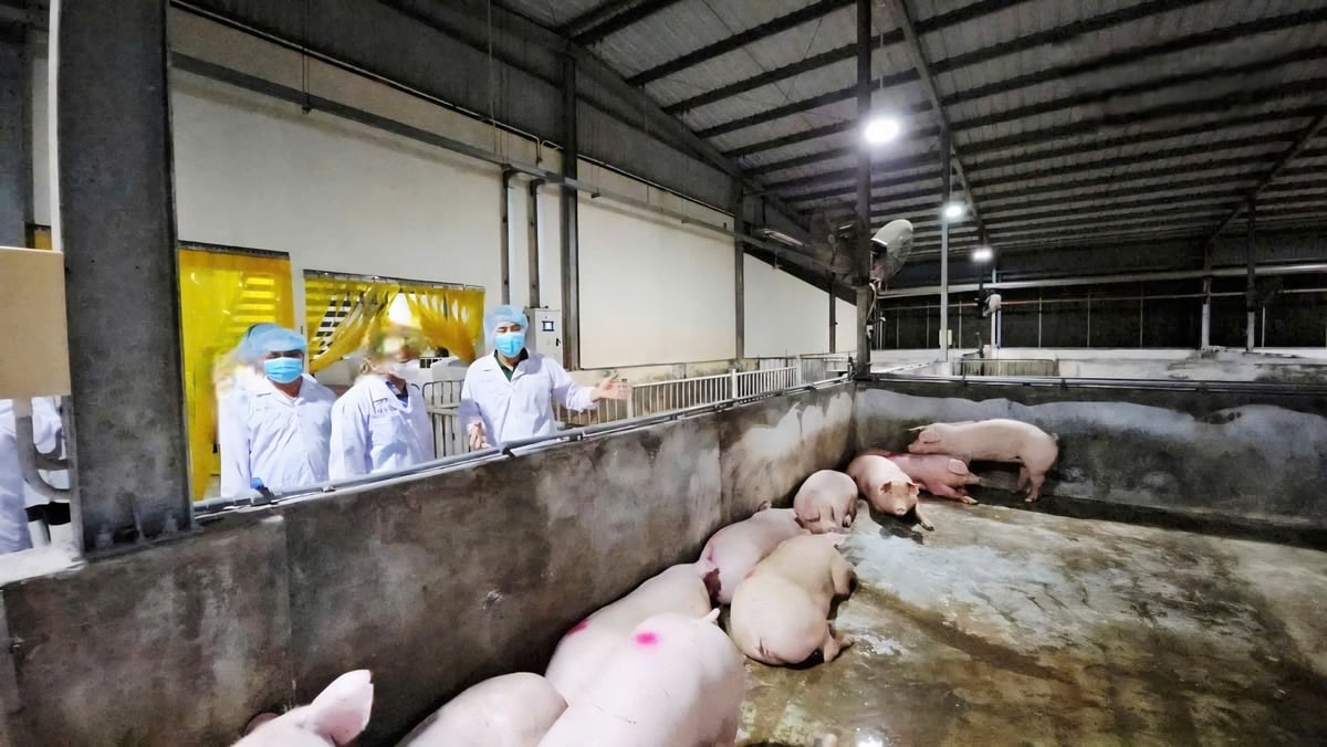 Mặc dù đã triển khai nhiều biện pháp kiểm soát, nhưng nguy cơ dịch quay trở lại vẫn rất cao. Ảnh: Minh Sáng. Mặc dù đã triển khai nhiều biện pháp kiểm soát, nhưng nguy cơ dịch quay trở lại vẫn rất cao. Ảnh: Minh Sáng.