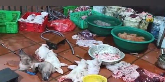 Toàn bộ số thịt lấy mẫu ở cơ sở giết mổ đều dương tính vi rút dịch tả lợn châu Phi. Ảnh: Công an phường Mỹ Hào. Toàn bộ số thịt lấy mẫu ở cơ sở giết mổ đều dương tính vi rút dịch tả lợn châu Phi. Ảnh: Công an phường Mỹ Hào.