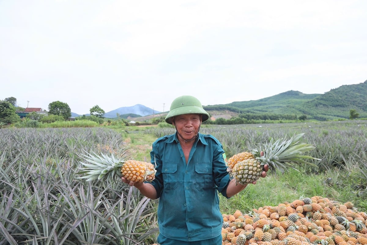 Pineapple cultivation can mitigate the 'bumper harvest, low price' problem by using growth-regulating techniques to extend the harvesting period. Photo: VAN.
