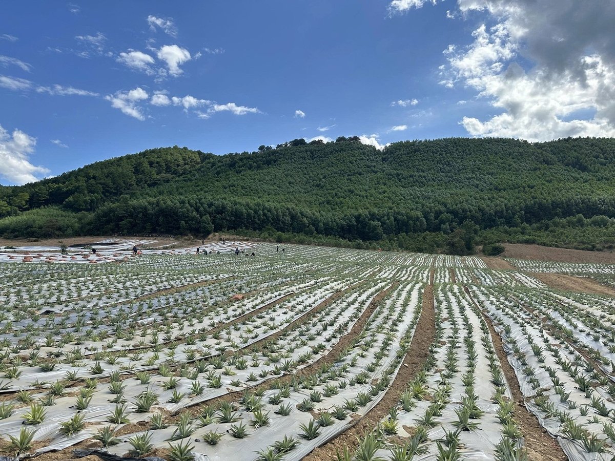 DOVECO can consume the output from 30,000 to 40,000 hectares of pineapples annually without facing an oversupply issue. Photo: VAN.