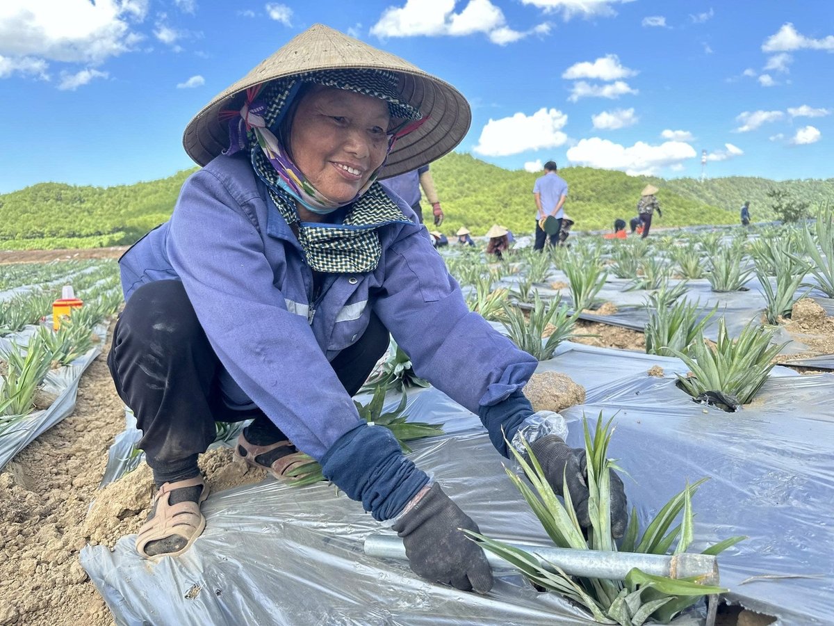 Cây dứa đặc biệt thích hợp với khí hậu khô hạn. Ảnh: NNMT. Cây dứa đặc biệt thích hợp với khí hậu khô hạn. Ảnh: NNMT.