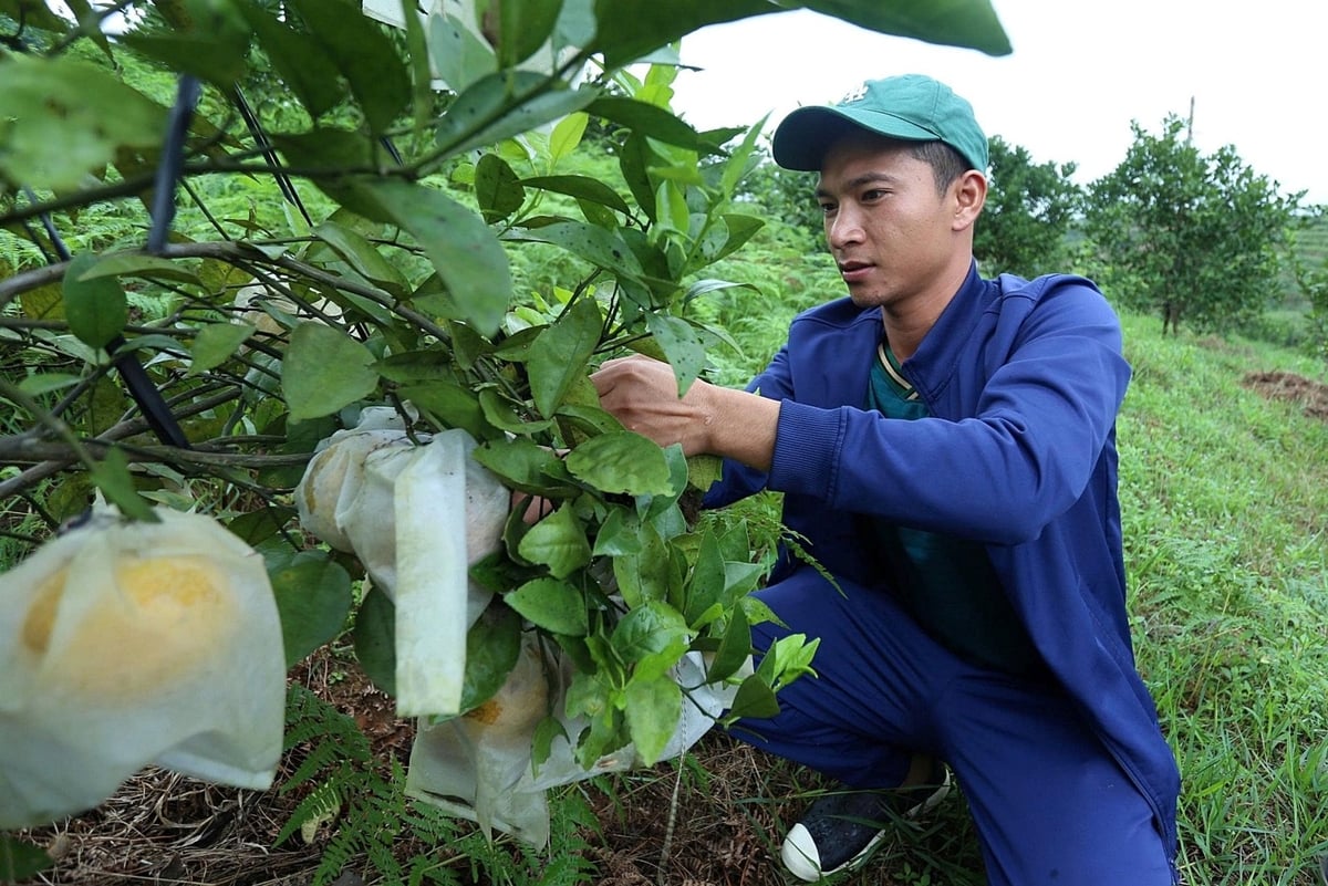 Đến năm 2024, tổng diện tích cây có múi của Bắc Trung bộ đạt khoảng 27.900 ha. Ảnh: Bá Thắng. Đến năm 2024, tổng diện tích cây có múi của Bắc Trung bộ đạt khoảng 27.900 ha. Ảnh: Bá Thắng.