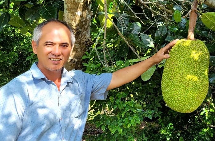 Giá mít đang tăng trở lại, nông dân miền Tây bớt lo. Ảnh: Minh Đảm.