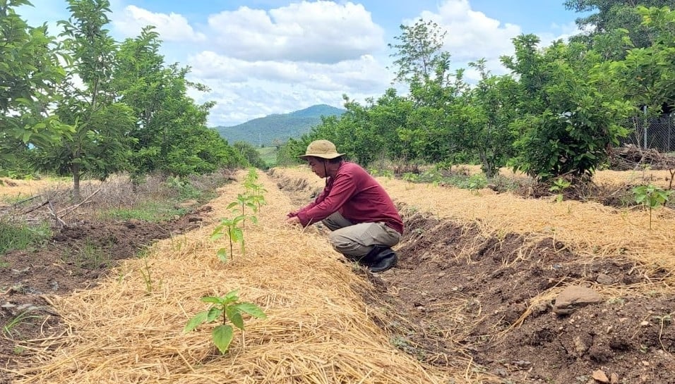 Anh Hòa trồng nhiều cây ngắn ngày xen canh trong vườn cây ăn trái để tăng thu nhập. Ảnh: KS.