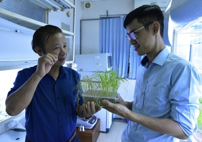 Các thủ tục liên quan đến khảo nghiệm biến đổi gen trên cây trồng cũng được đơn giản hóa. Ảnh: Dương Đình Tường.