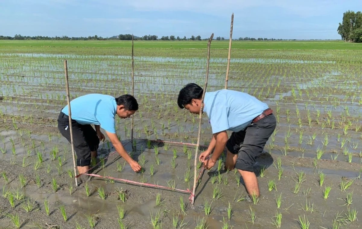 Để phát huy tối đa hiệu quả của Bio-Canxi, cần tuân thủ nguyên tắc bón sớm, bón đúng thời điểm, đúng cách, kết hợp đồng bộ với quy trình làm đất và cày vùi rơm rạ. Ảnh: BFC.