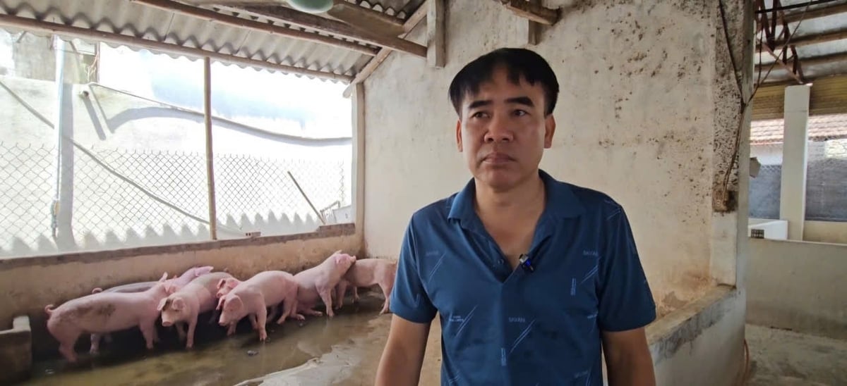 Dịch tả lợn Châu Phi khiến trại chăn nuôi của ông Lê Văn Quý thiệt hại hơn 100 triệu đồng. Ảnh: Quốc Toản.