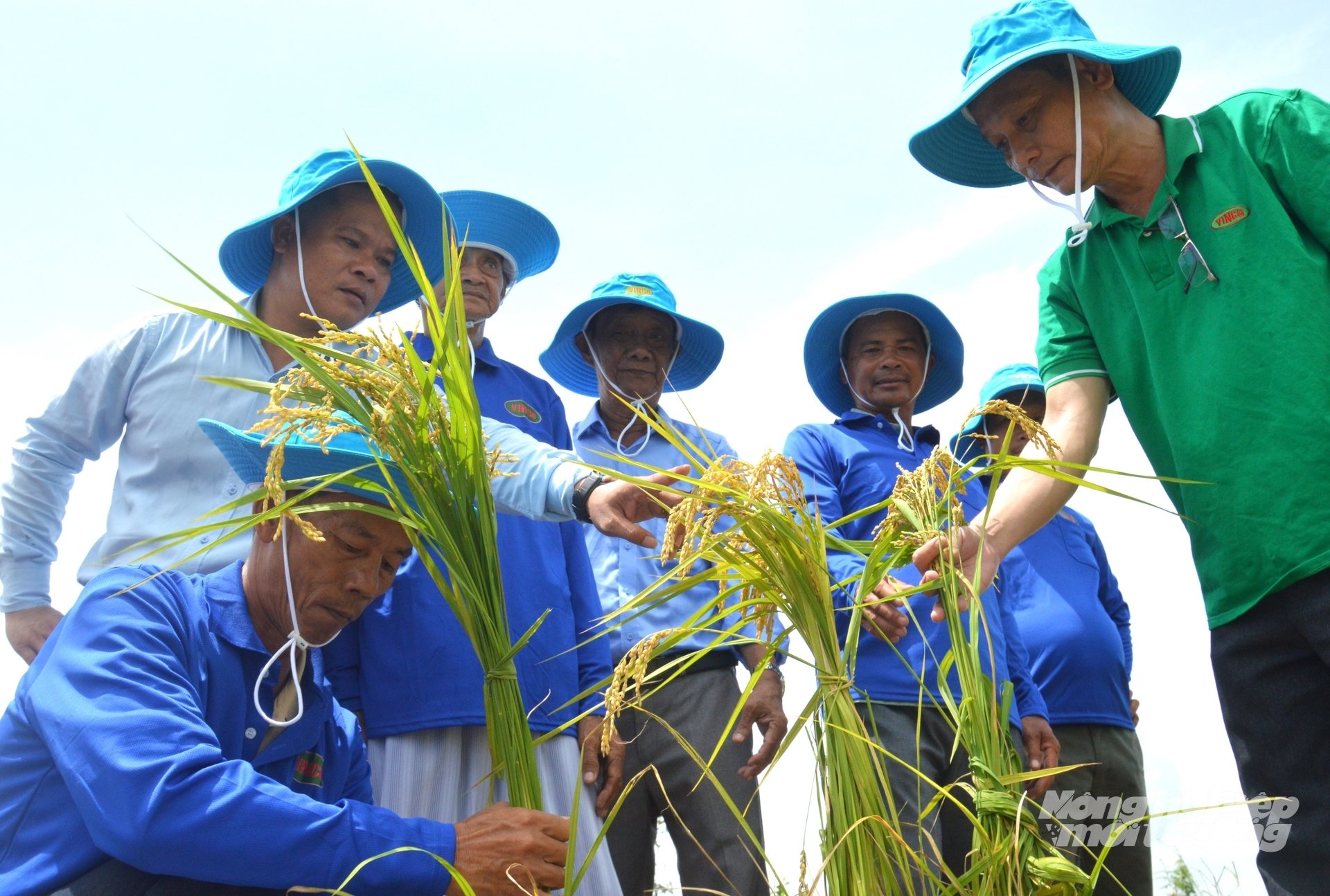 Bộ giải pháp 'Thần Tài' dành riêng cho cây lúa giúp nông dân tiết kiệm chi phí đầu tư, tăng năng suất. Ảnh: Trung Chánh. Bộ giải pháp 'Thần Tài' dành riêng cho cây lúa giúp nông dân tiết kiệm chi phí đầu tư, tăng năng suất. Ảnh: Trung Chánh.