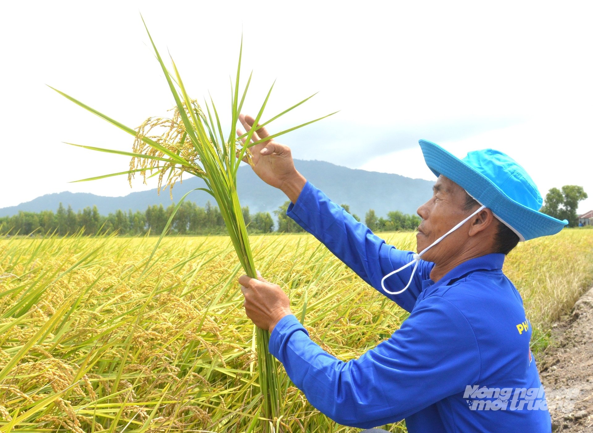 Bộ giải pháp 'Thần Tài' được nông dân đánh giá cao, giúp cây lúa phát triển khỏe, ít sâu bệnh, cho năng suất cao. Ảnh: Trung Chánh. Bộ giải pháp 'Thần Tài' được nông dân đánh giá cao, giúp cây lúa phát triển khỏe, ít sâu bệnh, cho năng suất cao. Ảnh: Trung Chánh.