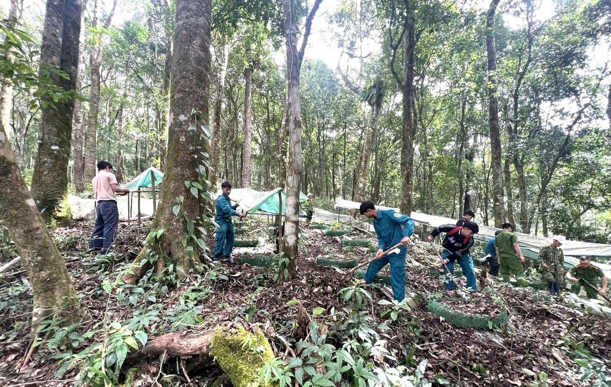 Tổ công tác giúp người dân khôi phục vườn sâm Ngọc Linh bị tàn phá do ảnh hưởng bão số 3. Ảnh: HP. 