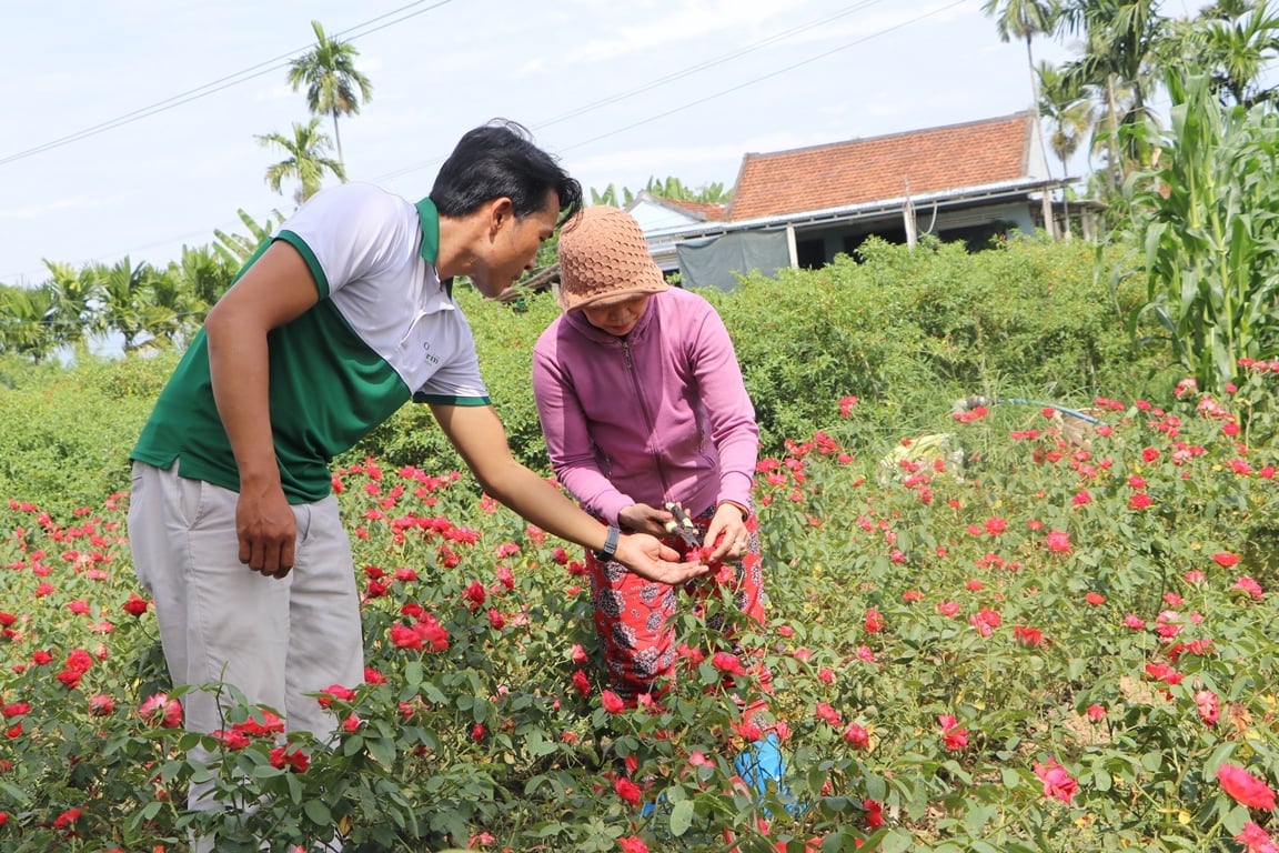 Hoa được trồng quanh năm tại Hợp tác xã Dịch vụ nông nghiệp hoa Nghĩa Hiệp (xã Vệ Giang) và được bao tiêu. Ảnh: Võ Hà.