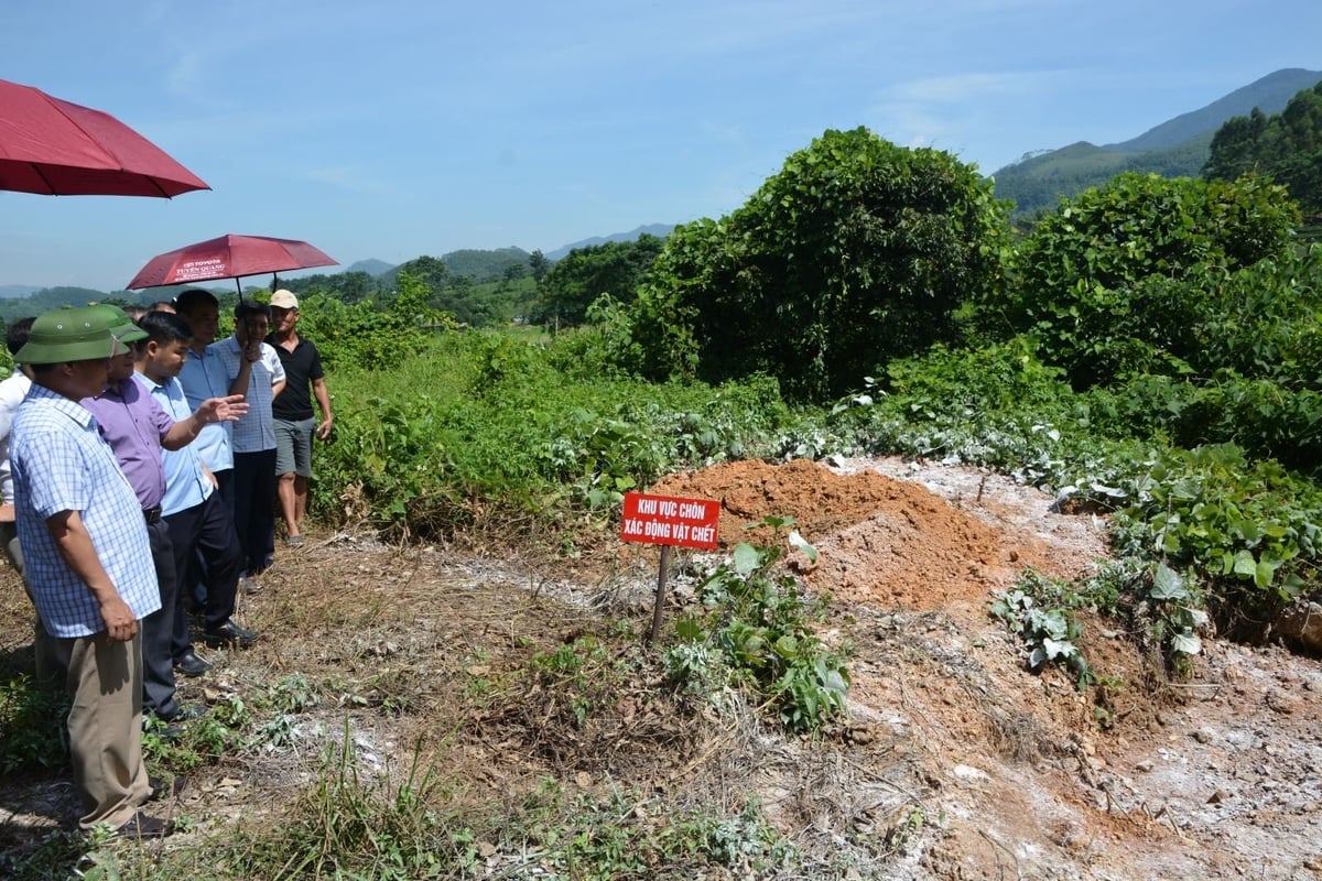 Đoàn công tác kiểm tra việc tiêu huỷ lợn nhiễm dịch tại phường Mỹ Lâm. Ảnh: Văn Hoàng.