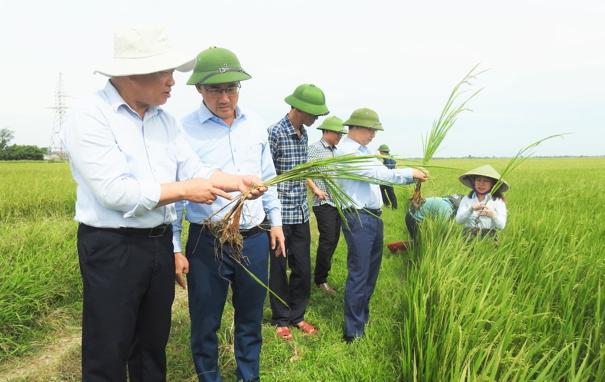 Lãnh đạo Cục Trồng trọt và BVTV, Trung tâm Trồng trọt và BVTV vùng khu IV cùng Sở Nông nghiệp và Môi trường Hà Tĩnh kiểm tra, bổ cứu phòng trừ dịch hại trên lúa hè thu. Ảnh: Thanh Nga. Lãnh đạo Cục Trồng trọt và BVTV, Trung tâm Trồng trọt và BVTV vùng khu IV cùng Sở Nông nghiệp và Môi trường Hà Tĩnh kiểm tra, bổ cứu phòng trừ dịch hại trên lúa hè thu. Ảnh: Thanh Nga.