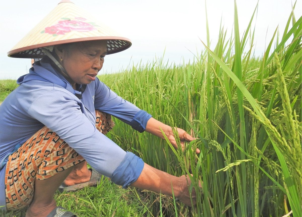 Bà Hoàng Thị Hà, thôn Đông Cao, xã Thiên Cầm đã phun phòng trừ rầy 2 lần nhưng vẫn chưa thể xử lý triệt để. Ảnh: Thanh Nga. Bà Hoàng Thị Hà, thôn Đông Cao, xã Thiên Cầm đã phun phòng trừ rầy 2 lần nhưng vẫn chưa thể xử lý triệt để. Ảnh: Thanh Nga.