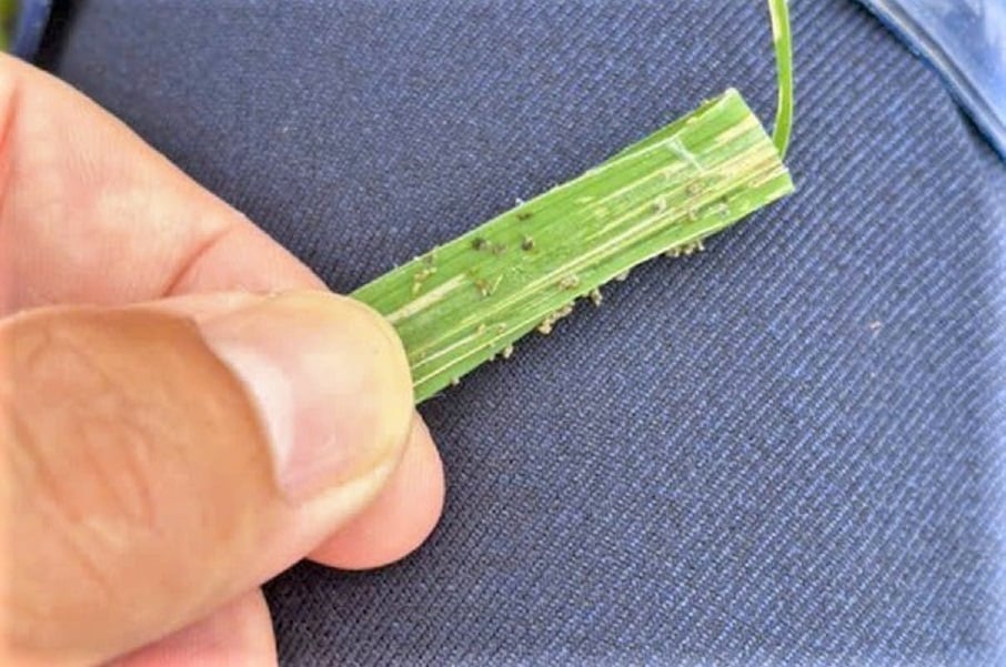 Rầy xuất hiện sớm với mật độ dày đặc, bất thường. Ảnh: Thanh Nga. Rầy xuất hiện sớm với mật độ dày đặc, bất thường. Ảnh: Thanh Nga.