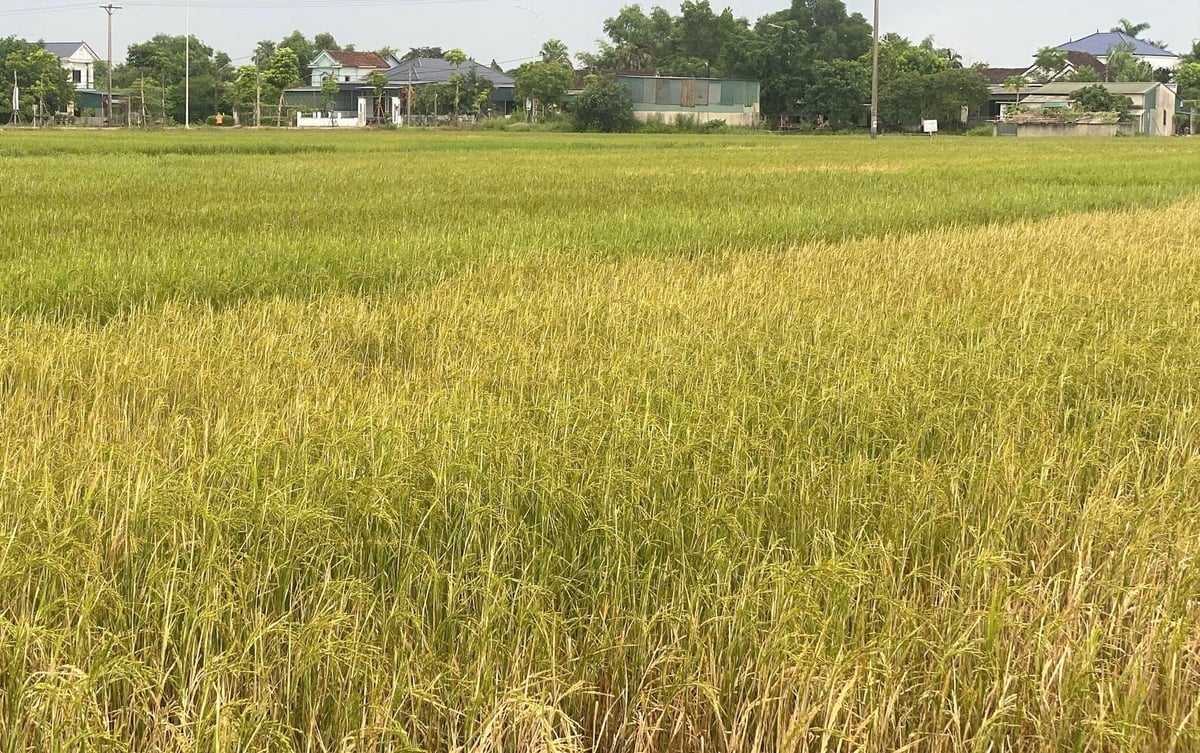 Sâu cuốn lá gây hại trên diện tích gần 24.000 ha lúa hè thu tại Hà Tĩnh. Ảnh: Thanh Nga. Sâu cuốn lá gây hại trên diện tích gần 24.000 ha lúa hè thu tại Hà Tĩnh. Ảnh: Thanh Nga.