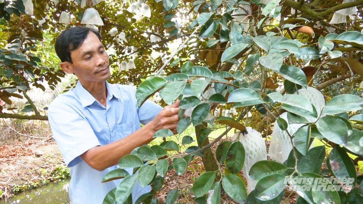 Cần Thơ đẩy mạnh cấp mã số vùng trồng cây ăn trái. Ảnh: Văn Vũ.
