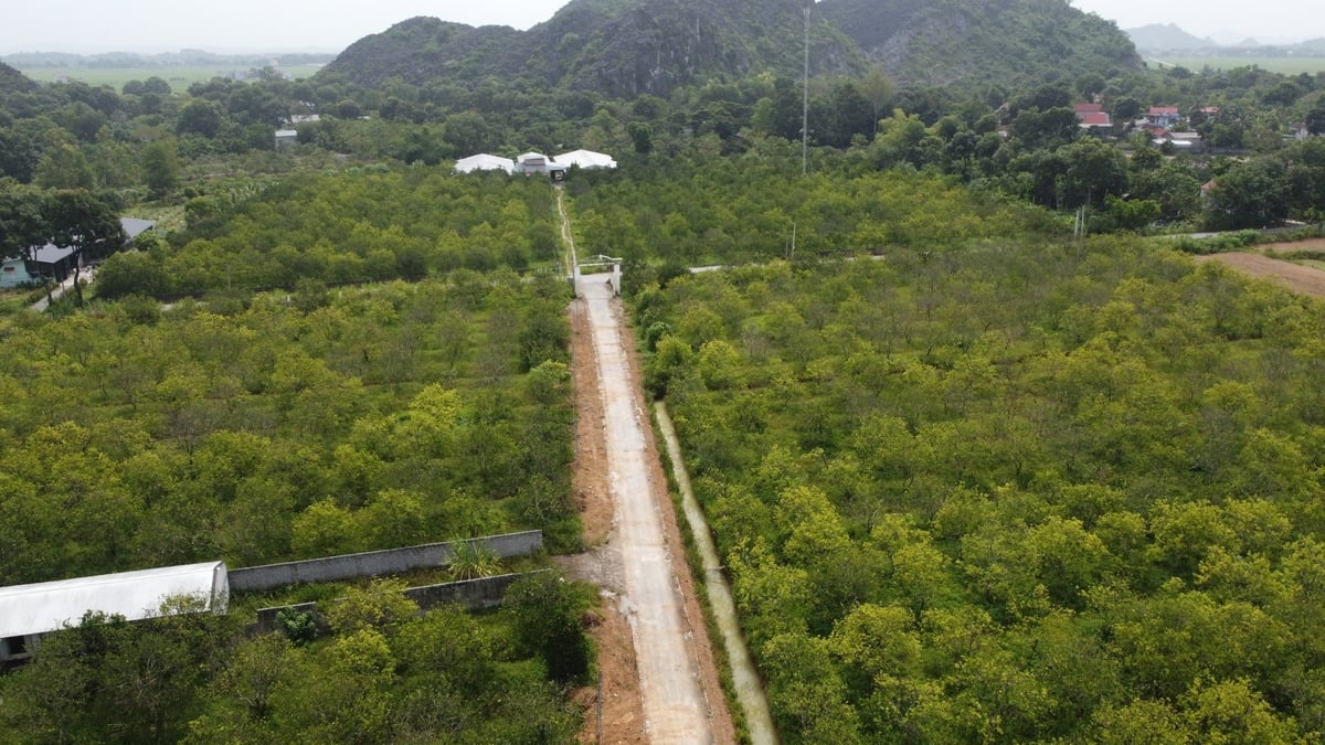 10 ha bưởi Diễn của anh Khải được chăm sóc hoàn toàn theo tiêu chuẩn hữu cơ. Ảnh: Thanh Tâm