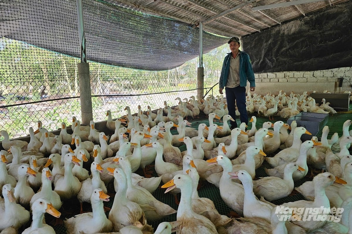 Nuôi vịt trên sàn lưới hiệu quả kinh tế cao gấp 1,5 lần so với nuôi truyền thống. Ảnh: Võ Dũng.