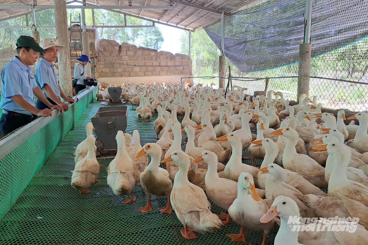 Nuôi vịt trên sàn lưới giải quyết được vấn đề ô nhiễm môi trường, an toàn dịch bệnh. Ảnh: Võ Dũng.