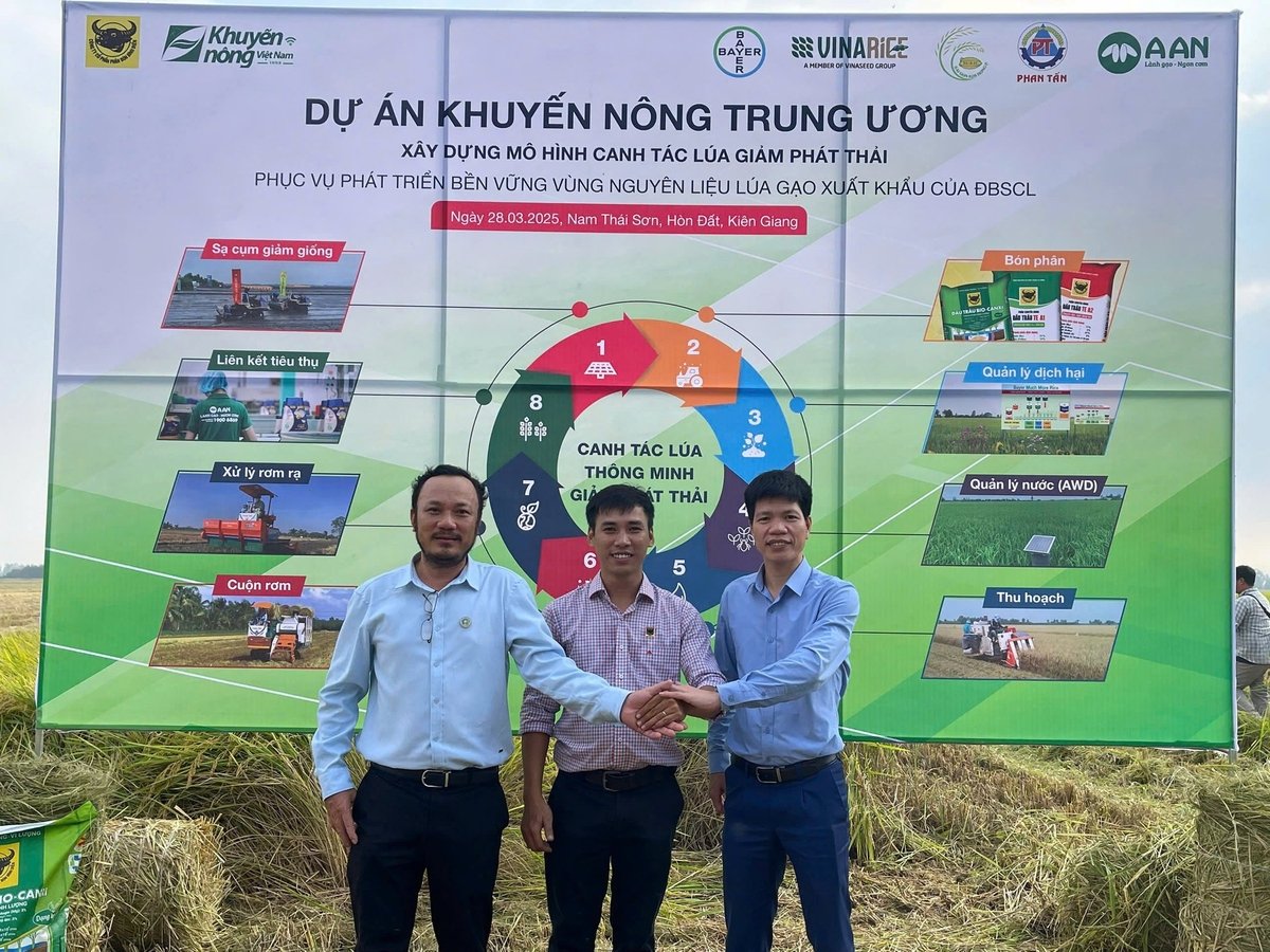 Công ty CP Phân bón Bình Điền sẽ tiếp tục mở rộng mô hình canh tác lúa thông minh có sử dụng bộ sản phẩm phân bón chuyên dùng Đầu Trâu. Ảnh: BFC.