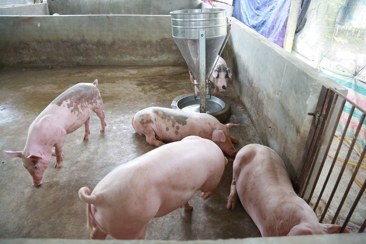 Các địa phường cần chủ động khai báo khi phát hiện dấu hiệu bất thường ở đàn lợn, phối hợp chặt chẽ với chính quyền và lực lượng thú y cơ sở để xử lý kịp thời, ngăn chặn dịch bệnh lây lan trên diện rộng. Ảnh: Thanh Ngà.