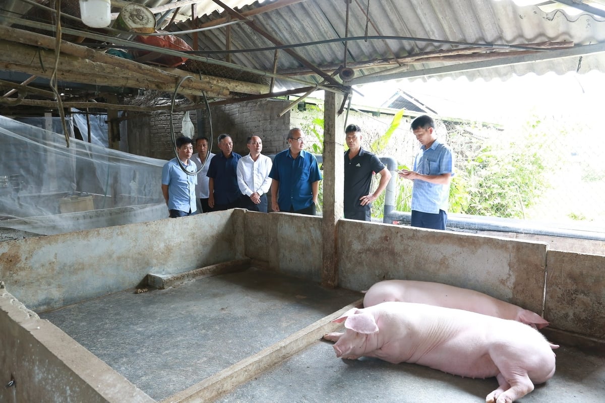Ông Đinh Văn Thơ, Phó Giám đốc Sở Nông nghiệp và Môi trường tỉnh Lào Cai (đứng thứ 3 bên phải) kiểm tra công tác phòng, chống dịch tả lợn Châu Phi tại xã Mậu A, ngày 7/8. Ảnh: Thanh Ngà.