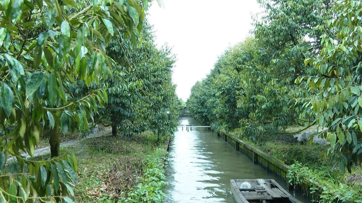 'Quả ngọt' không chỉ nằm trên những cành cây trĩu trái, mà còn là sự đổi thay tích cực trong đời sống của nông dân. Ảnh: Minh Hùng.