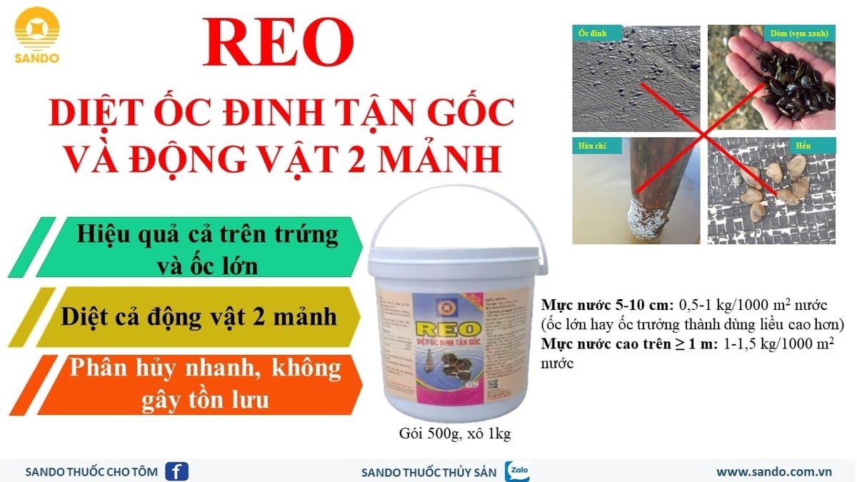 REO giúp loại bỏ vật chủ trung gian mang mầm bệnh EHP. Ảnh: Gia Phú.