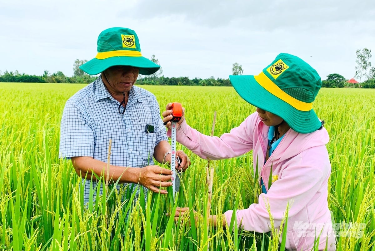 Cán bộ khuyến nông vùng ĐBSCL hướng dẫn kỹ thuật canh tác lúa phát thải thấp. Ảnh: Lê Hoàng Vũ.