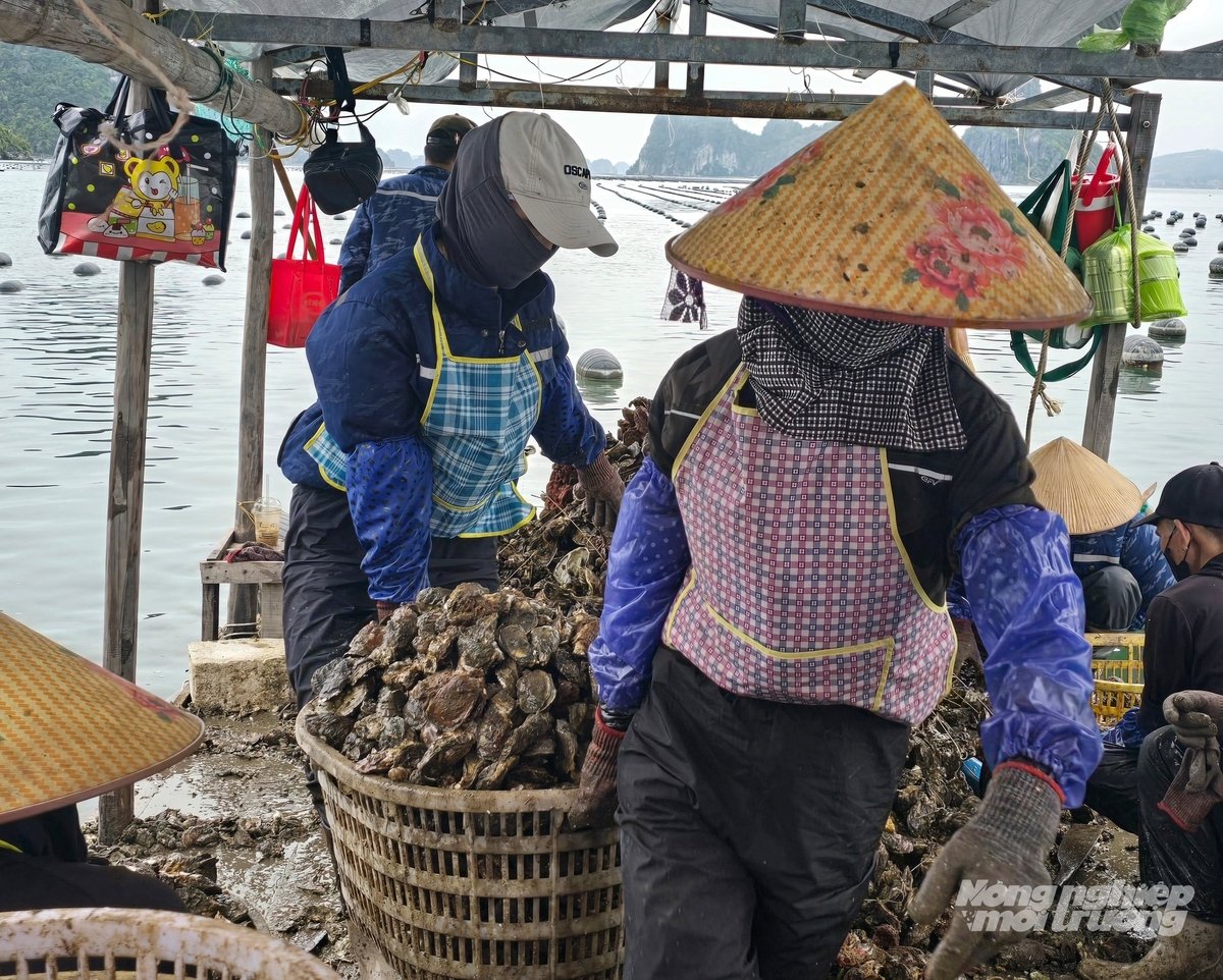 Lồng nào đã đầy sẽ được khiêng ra sau bông tông để rửa. Ảnh: Cường Vũ. 